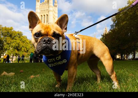 NUR FÜR REDAKTIONELLE VERWENDUNG Sir David Amess' französische Bulldogge Vivienne wird als Gewinner des Westminster Dog of the Year Wettbewerbs bekannt gegeben, der gemeinsam von Dogs Trust und dem Kennel Club, London, organisiert wird. Bilddatum: Donnerstag, 28. Oktober 2021. Stockfoto