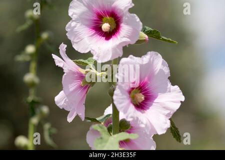 Blühende Blume des borstigen Hollyhocks (Alcea setosa), einer Zierpflanze aus der Familie Malvaceae, die in der Levante beheimatet ist Stockfoto