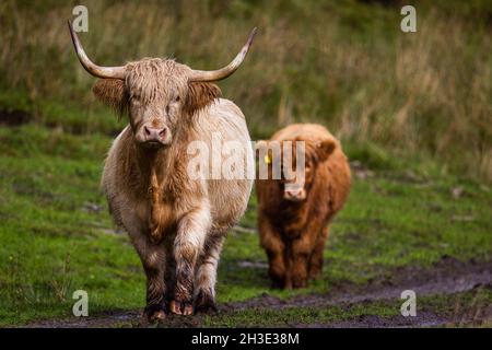 Hochlandrinder in den schottischen Highlands. Stockfoto