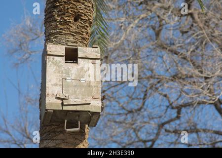 Der Mensch machte ein Vogelhaus, das auf einem Stamm eines Palmenbaums montiert war Stockfoto