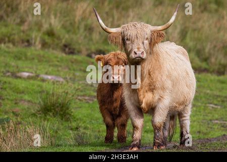 Hochlandrinder in den schottischen Highlands. Stockfoto