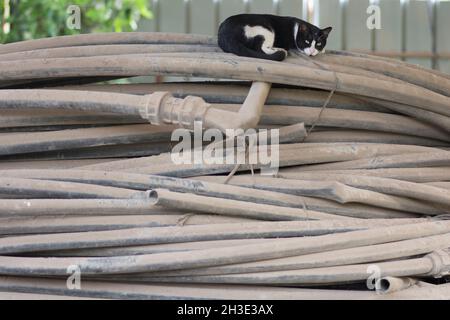 Schwarz-weiße Hauskatze (Felis catus) schläft auf einem großen Haufen staubiger Bewässerungsrohre Stockfoto