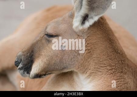 Porträt eines Roten Kängurus (Osphranter rufus), des größten aller Kängurus, der auf dem Boden ruht Stockfoto