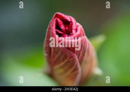 Nahaufnahme einer geschlossenen Hibiskusblüte Stockfoto