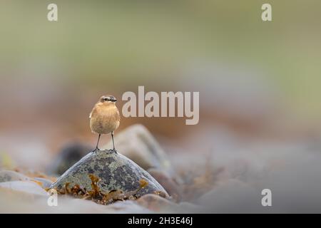 Wheatear liegt in der Nähe der Küste in den schottischen Highlands. Stockfoto