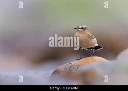 Wheatear liegt in der Nähe der Küste in den schottischen Highlands. Stockfoto