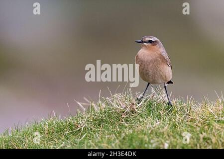 Wheatear liegt in der Nähe der Küste in den schottischen Highlands. Stockfoto