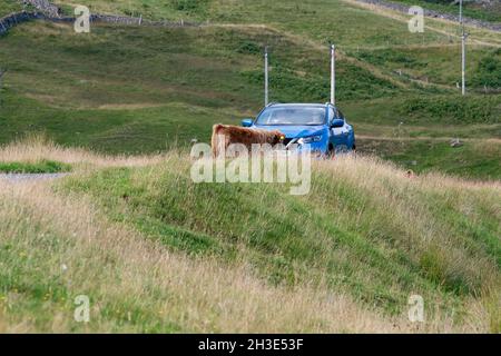 highland Kuh, die in der Mitte eines einspurigen Straßenblockierwagens steht - Glen Lyon, Schottland, Großbritannien Stockfoto