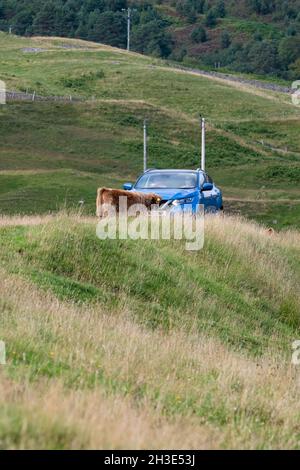 highland Kuh, die in der Mitte eines einspurigen Straßenblockierwagens steht - Glen Lyon, Schottland, Großbritannien Stockfoto