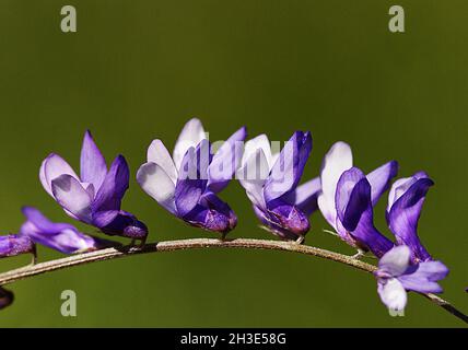 Blaue Krokusse in der Wiese. Geringe Tiefenschärfe Stockfoto