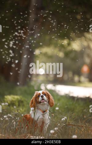 Cavalier King Charles Spaniel spielt mit fliegenden Dandelionen. Stockfoto