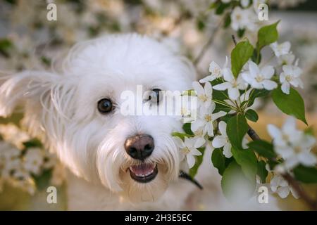 Portrait des westlichen Hochlandes weißer Terrier in den Blüten eines Apfelbaums Stockfoto