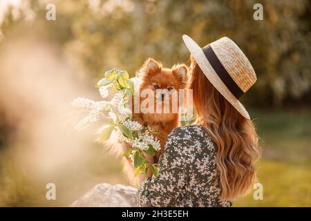 Eine schöne Frau in einem roten Kleid und Hut hält einen pommerschen spitzkopf und einen Zweig weißer Vogelkirsche in ihren Armen. Stockfoto