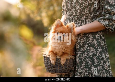 Schöne Frau in einem roten Kleid, die einen Pommern in einem Korb hält Stockfoto