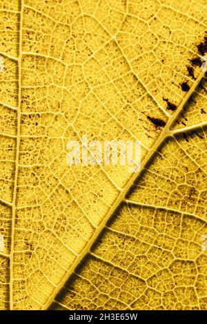 Nahaufnahme von hellgelben dünnen trockenen Herbstblättern mit Adern für abstrakten Hintergrund im Vollformat Stockfoto