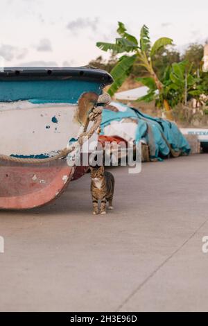 Katze, die bei Tageslicht auf einer Asphaltstraße in der Nähe eines alten verlassenen Bootes auf der Straße in der Stadt auf Procida Island steht Stockfoto