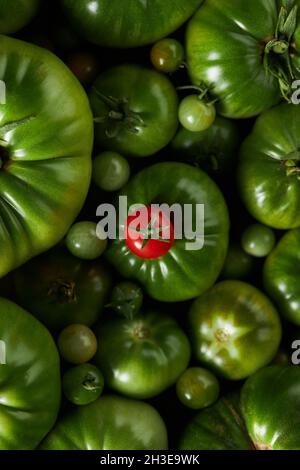 Von oben eine reife Beerentomate über ein paar grüne Tomaten Stockfoto