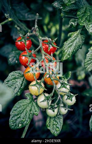 Unreife und reife Kirschtomaten, die auf einem Zweig der Pflanze in einem landwirtschaftlichen Betrieb in ländlicher Umgebung wachsen Stockfoto