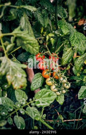 Unreife und reife Kirschtomaten, die auf einem Zweig der Pflanze in einem landwirtschaftlichen Betrieb in ländlicher Umgebung wachsen Stockfoto