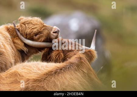 Hochlandrinder in den schottischen Highlands. Stockfoto