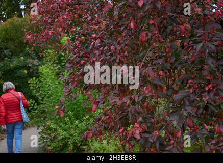 Rote Blätter von Euonymus europeus Rote Kaskade im Herbst. Stockfoto