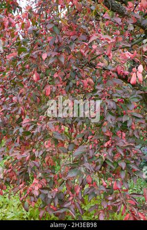 Rote Blätter von Euonymus europeus Rote Kaskade im Herbst. Stockfoto