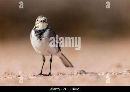 Pied Wagtail auf der Suche nach Nahrung entlang der Uferlinie in Applecross, Schottland. Stockfoto