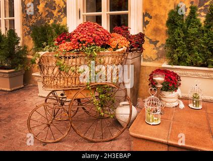 Chrysanthemen in einem alten Strohwagen. Dekorative Zusammensetzung der Herbstblumen in einem Korbstrohgartenwagen, Kerzen in Käfigen an der Schwelle von t Stockfoto