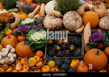 Eine Sammlung verschiedener Arten von cucurbita und herbstblühenden Pflanzen. Stockfoto