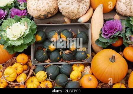 Eine Sammlung verschiedener Arten von cucurbita und herbstblühenden Pflanzen. Stockfoto