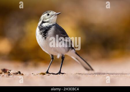 Pied Wagtail auf der Suche nach Nahrung entlang der Uferlinie in Applecross, Schottland. Stockfoto