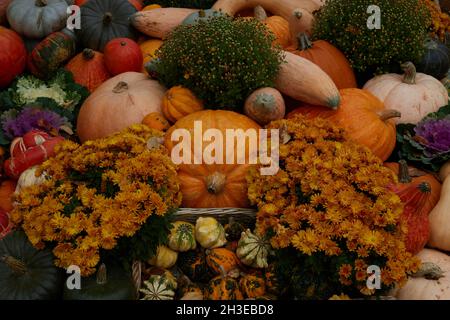 Eine Sammlung verschiedener Arten von cucurbita und herbstblühenden Pflanzen. Stockfoto