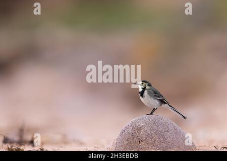 Pied Wagtail auf der Suche nach Nahrung entlang der Uferlinie in Applecross, Schottland. Stockfoto