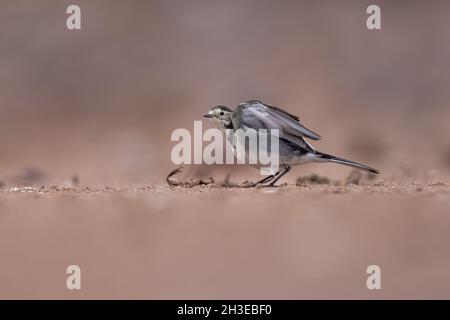 Pied Wagtail auf der Suche nach Nahrung entlang der Uferlinie in Applecross, Schottland. Stockfoto