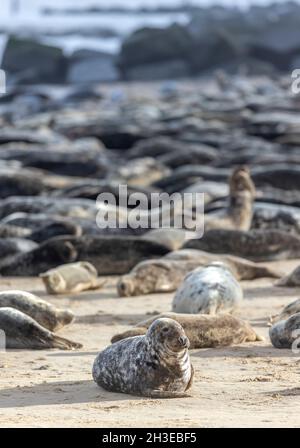 Graue Dichtungen, Dichtungen Stockfoto