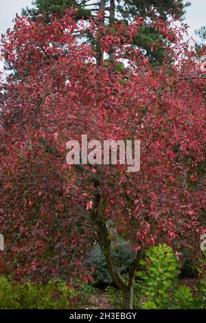 Rote Blätter von Euonymus europeus Rote Kaskade im Herbst. Stockfoto