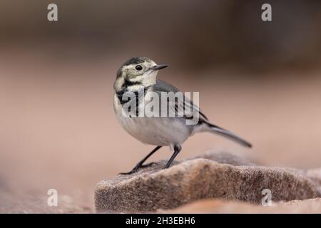 Pied Wagtail auf der Suche nach Nahrung entlang der Uferlinie in Applecross, Schottland. Stockfoto