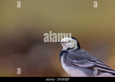 Pied Wagtail auf der Suche nach Nahrung entlang der Uferlinie in Applecross, Schottland. Stockfoto