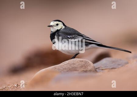 Pied Wagtail auf der Suche nach Nahrung entlang der Uferlinie in Applecross, Schottland. Stockfoto