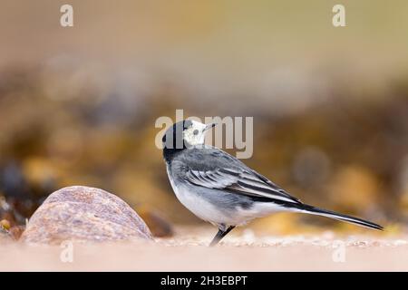 Pied Wagtail auf der Suche nach Nahrung entlang der Uferlinie in Applecross, Schottland. Stockfoto