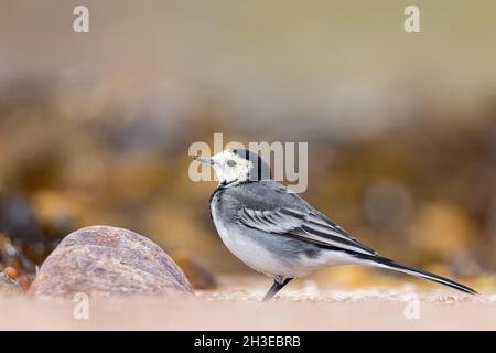 Pied Wagtail auf der Suche nach Nahrung entlang der Uferlinie in Applecross, Schottland. Stockfoto