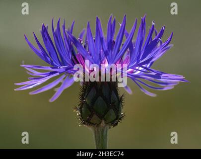 Medizinische Pflanzen. Mariendistel Silybum marianum der Distel ist ein Symbol Schottlands. Nahaufnahme eines Thistle, der Nationalblume Schottlands. Natürlich Stockfoto