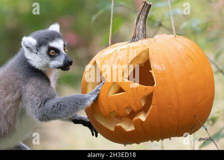 Berlin, Deutschland. Oktober 2021. Kurz vor Halloween hatten die Kattas im Zoo kunstvoll mit Leckereien gefüllte Kürbisse geschnitzt und mit Honig verschmiert. Quelle: Paul Zinken/dpa/Alamy Live News Stockfoto