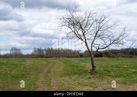 Ein einsamer Baum ohne Blätter auf einem Feldgrund des frühlingsblauen Himmels mit weißen Wolken und einem dichten Wald in der Ferne. Inspirierende Frühlingslandschaft Stockfoto