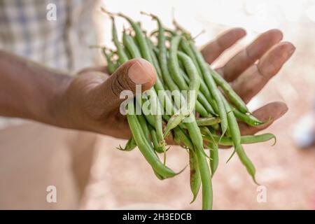 Hände Bilder halten Landwirtschaft Futter produzieren Produkte wie die grünen Französisch Bohnen, getrockneten Weizen und den grünen Pfeffer auf dem Bauernhof Stockfoto