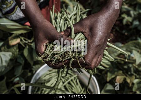 Hände Bilder halten Landwirtschaft Futter produzieren Produkte wie die grünen Französisch Bohnen, getrockneten Weizen und den grünen Pfeffer auf dem Bauernhof Stockfoto