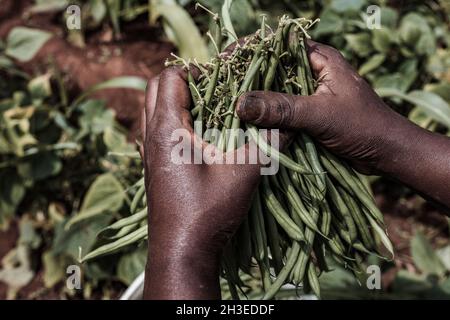 Hände Bilder halten Landwirtschaft Futter produzieren Produkte wie die grünen Französisch Bohnen, getrockneten Weizen und den grünen Pfeffer auf dem Bauernhof Stockfoto