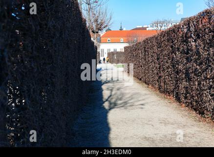 Fußweg zwischen den Sträuchern im Belvedere Park in Wien. Fußweg auf den Schlossgärten in Wien Österreich Stockfoto