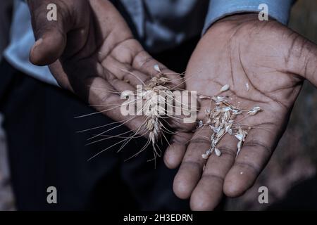 Hände Bilder halten Landwirtschaft Futter produzieren Produkte wie die grünen Französisch Bohnen, getrockneten Weizen und den grünen Pfeffer auf dem Bauernhof Stockfoto