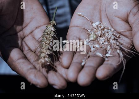 Hände Bilder halten Landwirtschaft Futter produzieren Produkte wie die grünen Französisch Bohnen, getrockneten Weizen und den grünen Pfeffer auf dem Bauernhof Stockfoto